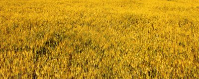 ​2022芒种是几月几日