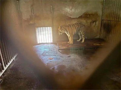 ​20只东北虎死亡揭开动物租赁乱象：租老虎月均五六万，商家建议“先打招呼”