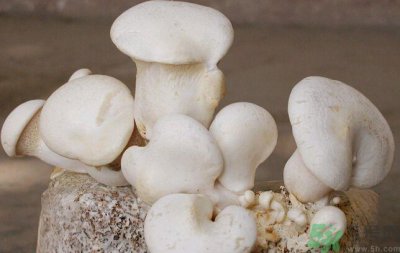​白灵菇和杏鲍菇有什么区别？白灵菇有什么营养价值？