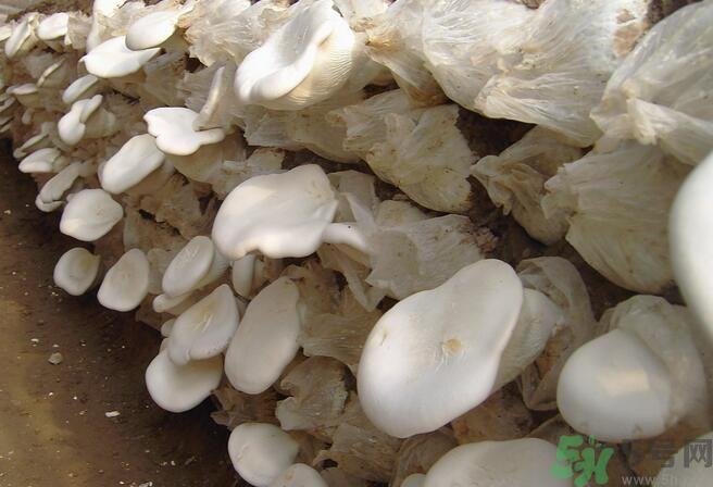 白灵菇和杏鲍菇有什么区别？白灵菇有什么营养价值？