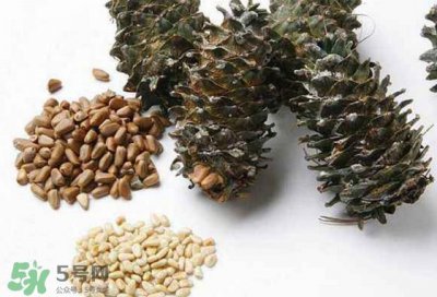 ​松子是松树的果实吗？松子是酸性还是碱性