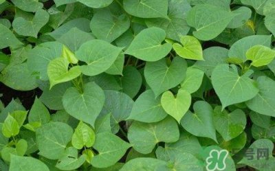 ​红薯叶可以生吃吗?红薯叶生吃有什么好处