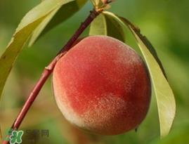 水蜜桃和毛桃是同一种吗?毛桃和水蜜桃的区别 
