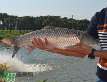 在北方能不能养殖脆肉鲩？脆肉鲩最早什么时候出现