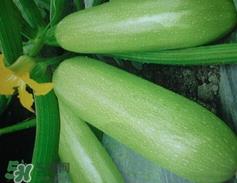 菜瓜是什么瓜?菜瓜的功效与作用
