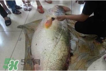 黄唇鱼鳔是鱼肚吗？黄唇鱼鳔是鱼泡吗