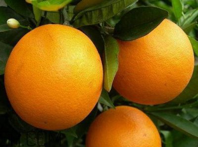 ​夏橙什么时候成熟 夏橙什么时候上市