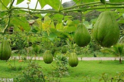 ​佛手瓜一般成熟在几月呢 佛手瓜一般生长在什么环境里呢