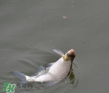 ​武昌鱼怎么钓？钓武昌鱼用什么饵料？