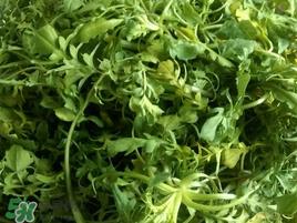 荠菜怎么保存？荠菜可以晒干存放吗？