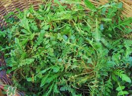 荠菜怎么保存？荠菜可以晒干存放吗？