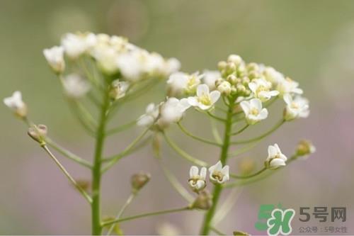 荠菜花怎么吃?荠菜花的功效与作用
