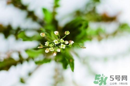 荠菜花怎么吃?荠菜花的功效与作用