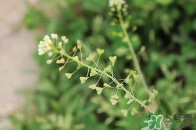 ​荠菜花怎么吃?荠菜花的功效与作用
