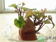 红薯发芽了还能吃吗?红薯长芽有毒吗?