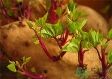 红薯发芽了还能吃吗?红薯长芽有毒吗?