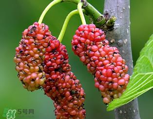 桑葚什么时候结果？桑葚几年结果？
