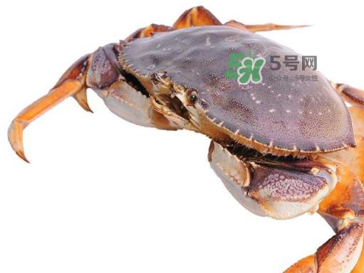 太子蟹好吃还是面包蟹好吃？太子蟹和面包蟹的区别