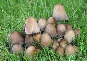 草菇不能和什么一起吃？草菇和什么相克？