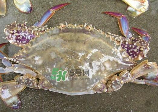 梭子蟹养殖的吗？梭子蟹养殖和野生的区别