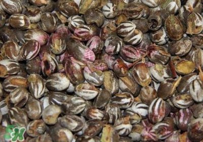 ​洋辣子是毛毛虫吗？洋辣子和毛毛虫的区别