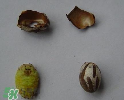 洋辣子是毛毛虫吗？洋辣子和毛毛虫的区别