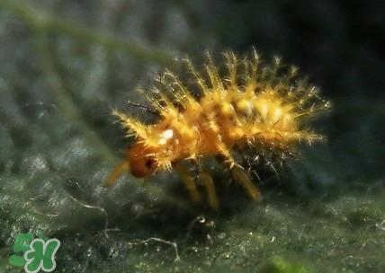 洋辣子是毛毛虫吗？洋辣子和毛毛虫的区别