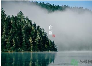 白露喝什么茶？白露养生茶饮推荐