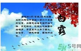 白露喝什么茶？白露养生茶饮推荐