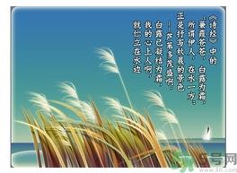 白露喝什么茶？白露养生茶饮推荐