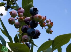 蓝莓变红可以吃吗？蓝莓发红是坏掉了嘛？