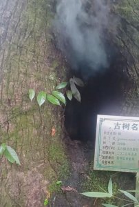 ​江西一棵300年树龄古树反复起火？村民讲述！当地：系枯枝自燃