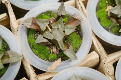 ​让你减寿10年的室内污染物，24种植物能帮大忙