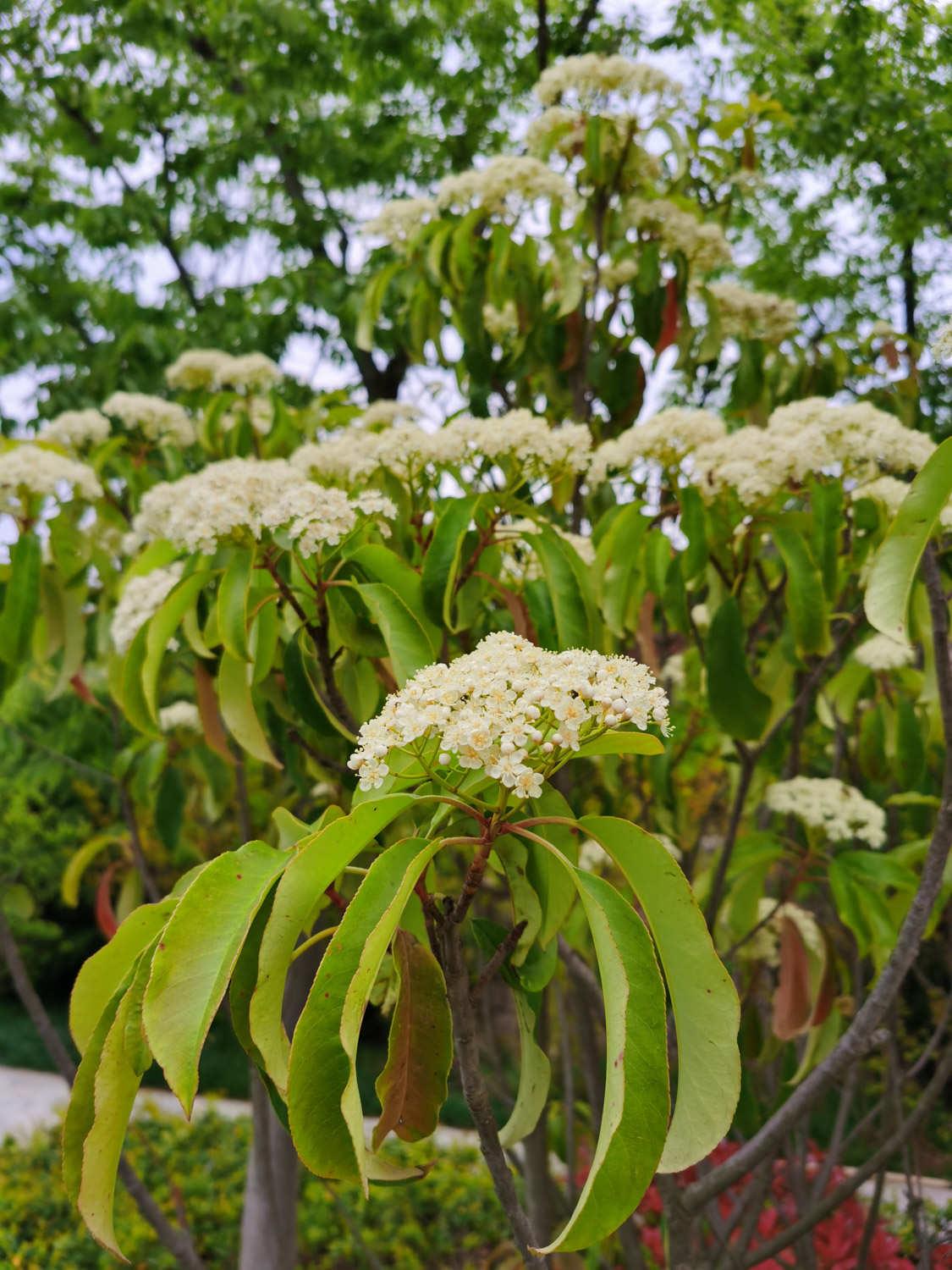 石楠