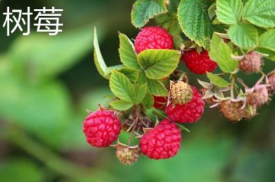 ​树莓和覆盆子的区别