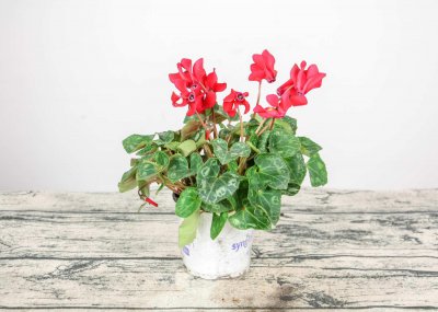 ​仙客来的花语