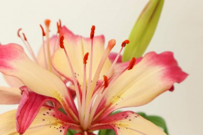 ​蚌埠适合养什么花，市花和市树是什么