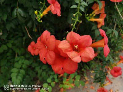 ​哈尔滨适合养什么花，市花和市树是什么