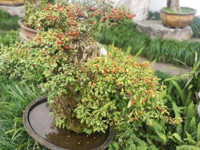 ​火棘开花吗