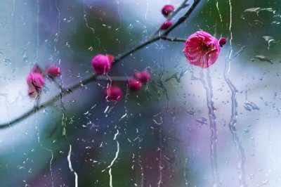 ​梅花的花语和象征意义