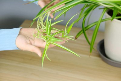 ​卧室放什么植物最旺财又健康