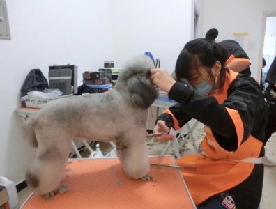 ​宠物美容学习机构哪里比较好