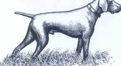 ​德国短毛指示猎犬 FCI国际纯种犬标准