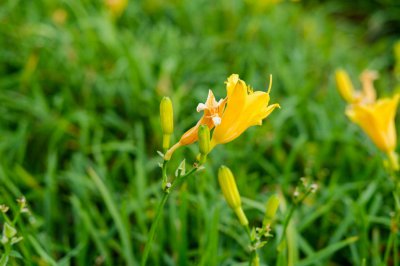 ​银川适合养什么花，市花和市树是什么