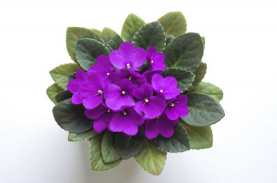 ​报春花怎么养