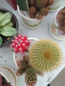 ​促使仙人球开花的方法