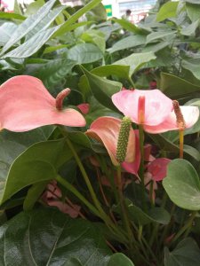 ​红掌不开花是什么原因