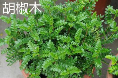 ​胡椒木和花椒树的区别