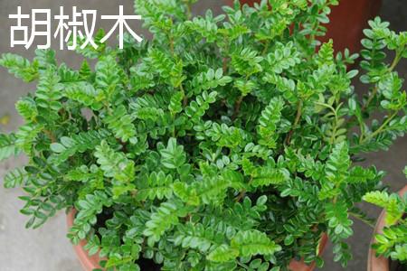 胡椒木