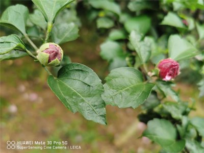 ​木槿花的花后处理